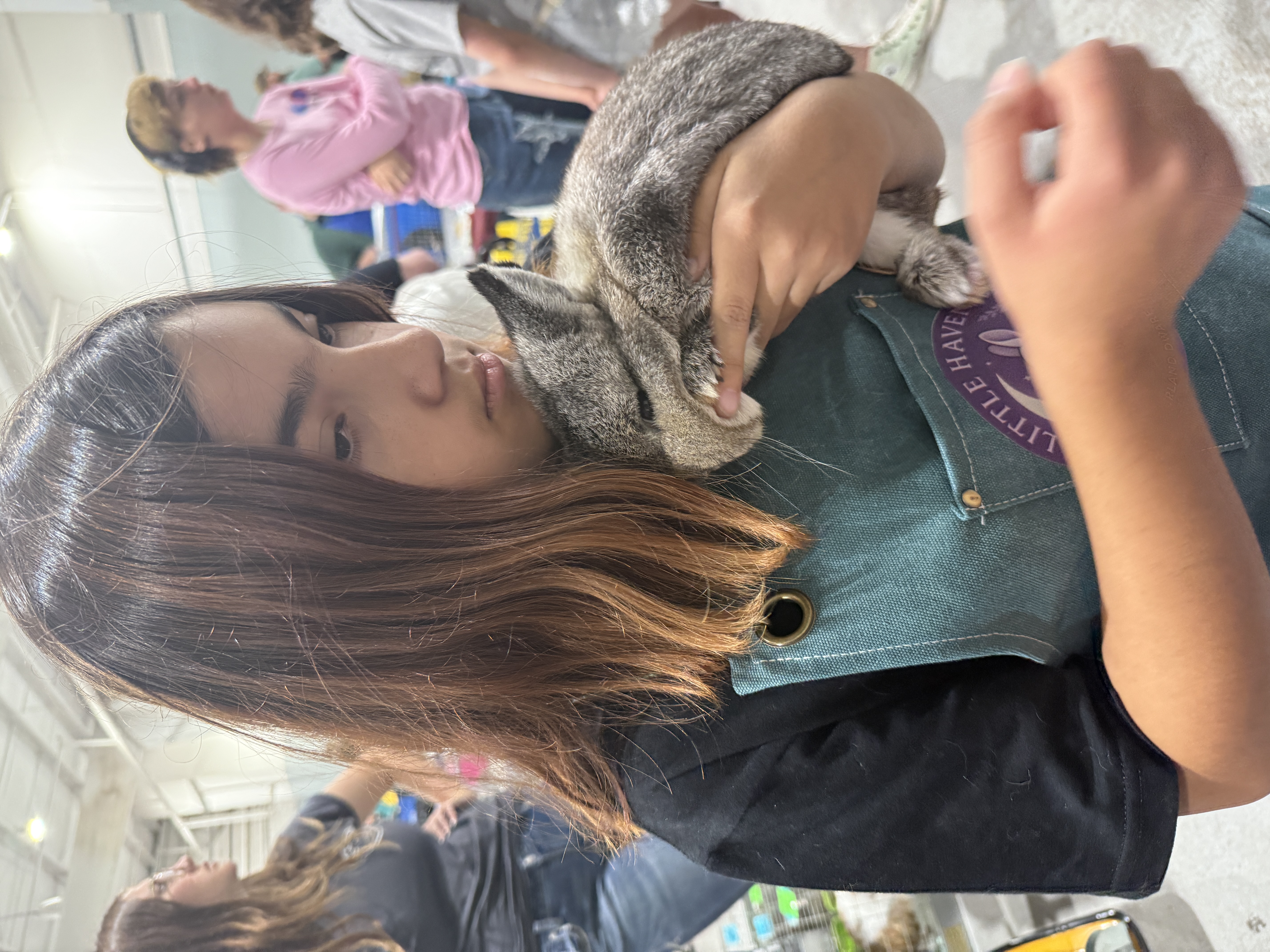 4H ARBA rabbit showing