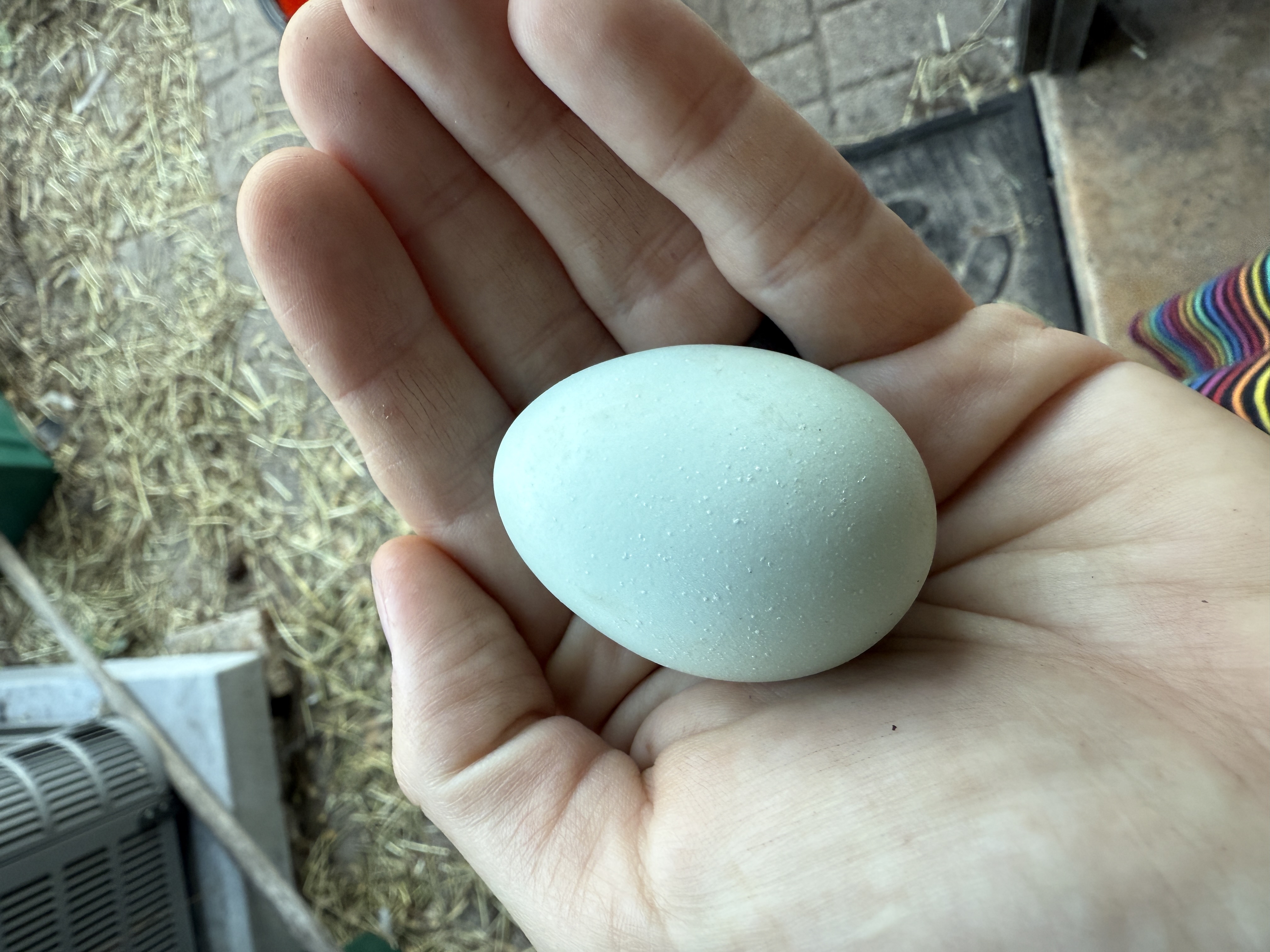 Little Haven hatching eggs resting before incubation