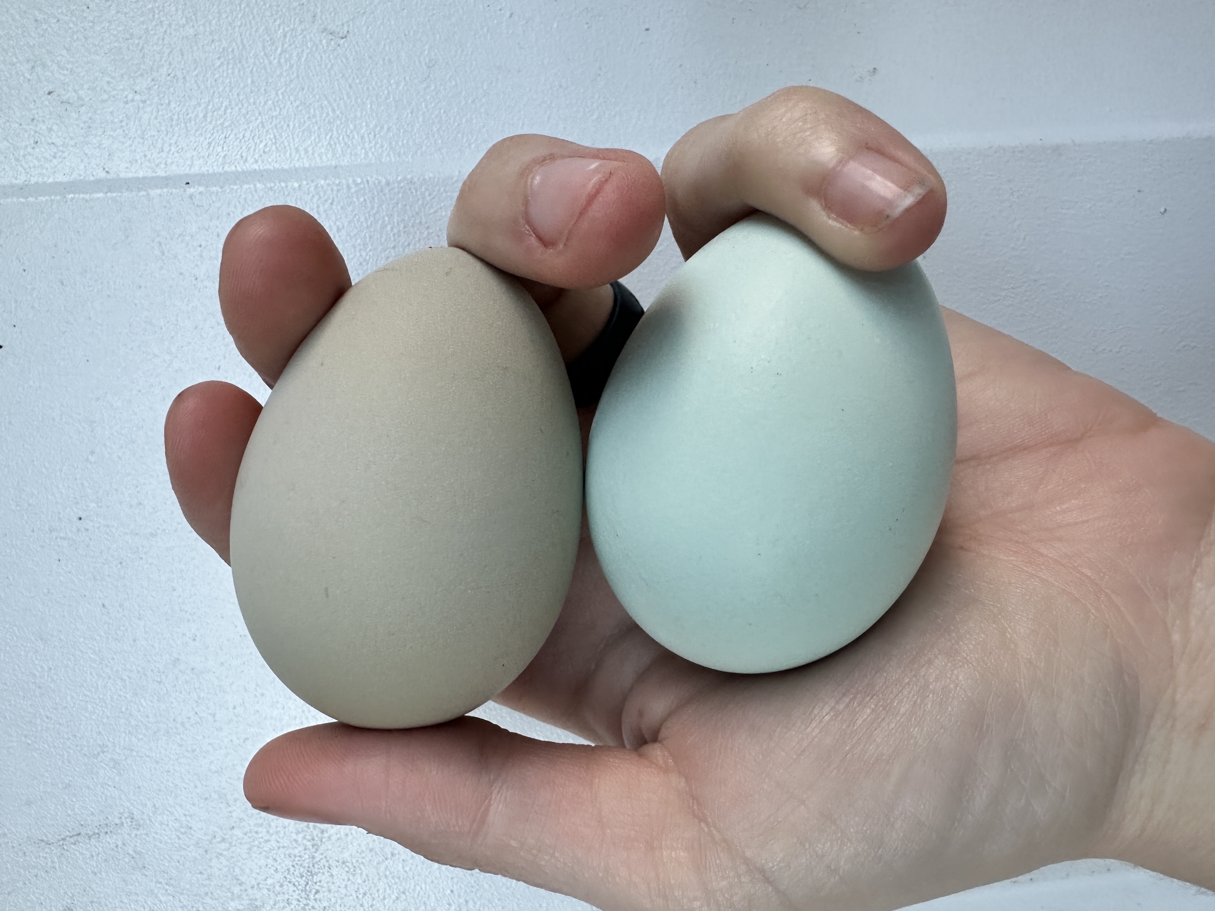 Egg positioning reference from Little Haven Homestead
