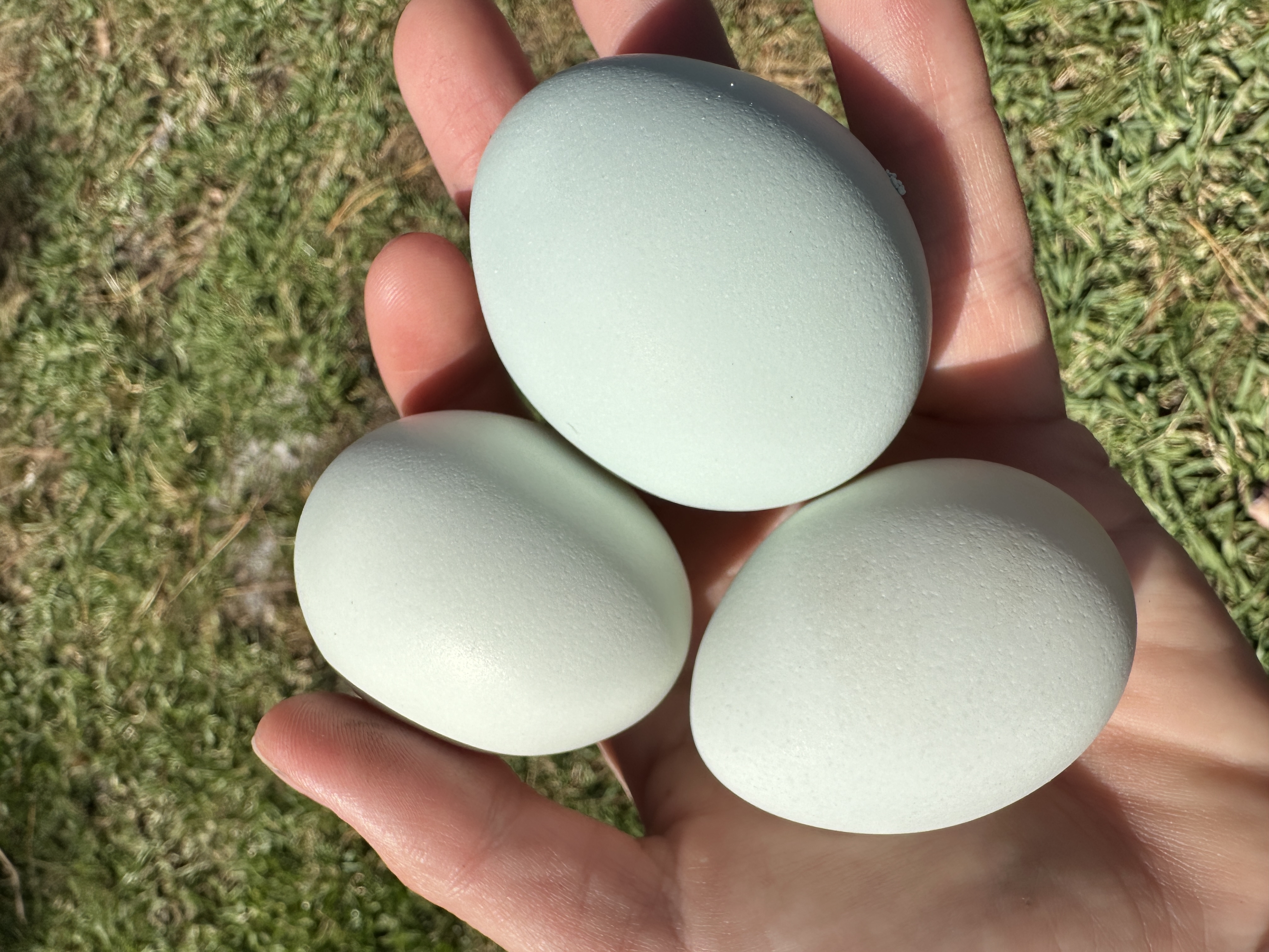 Hatching egg closeup from Little Haven Homestead