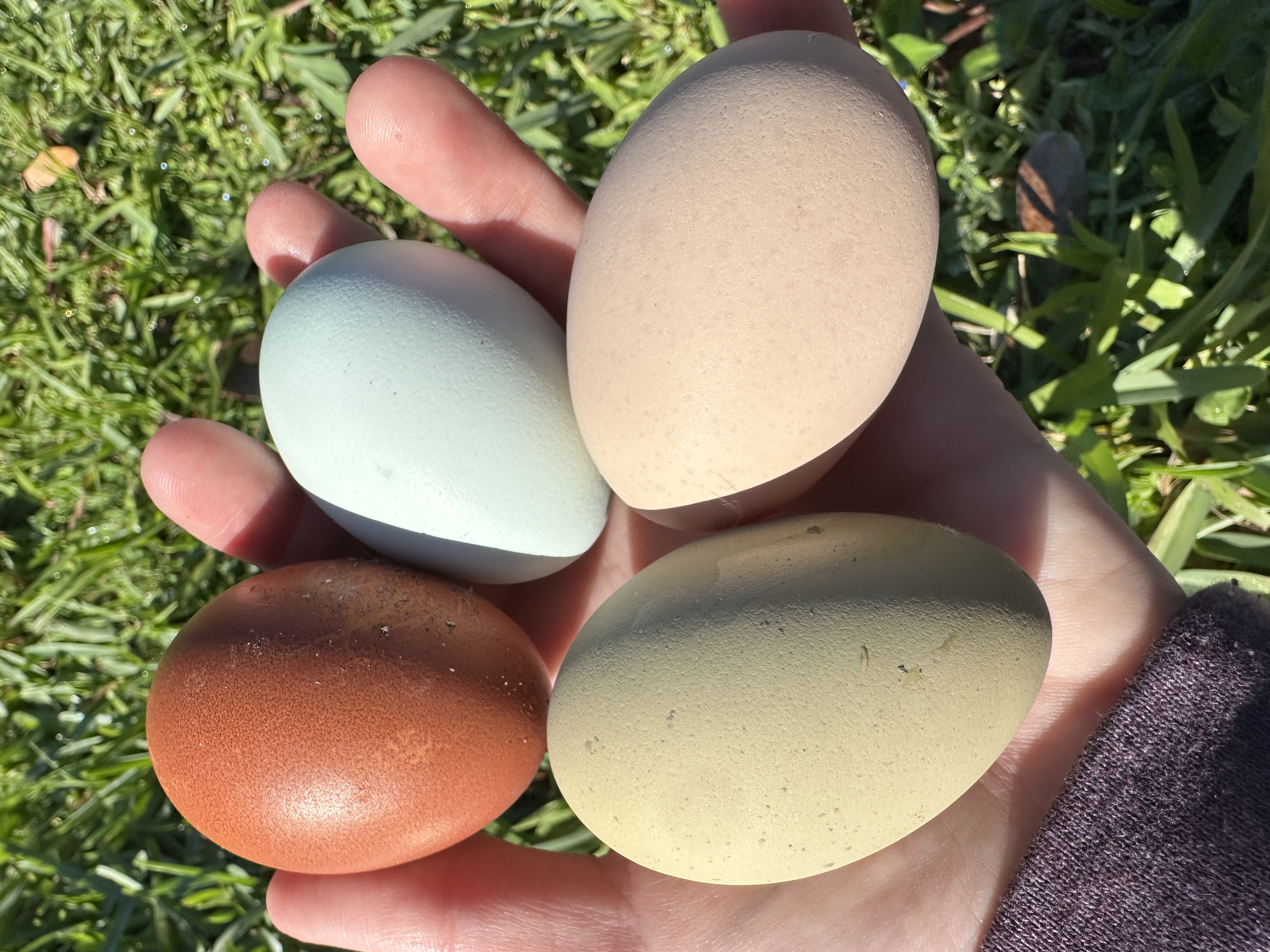Packed hatching eggs from Little Haven Homestead