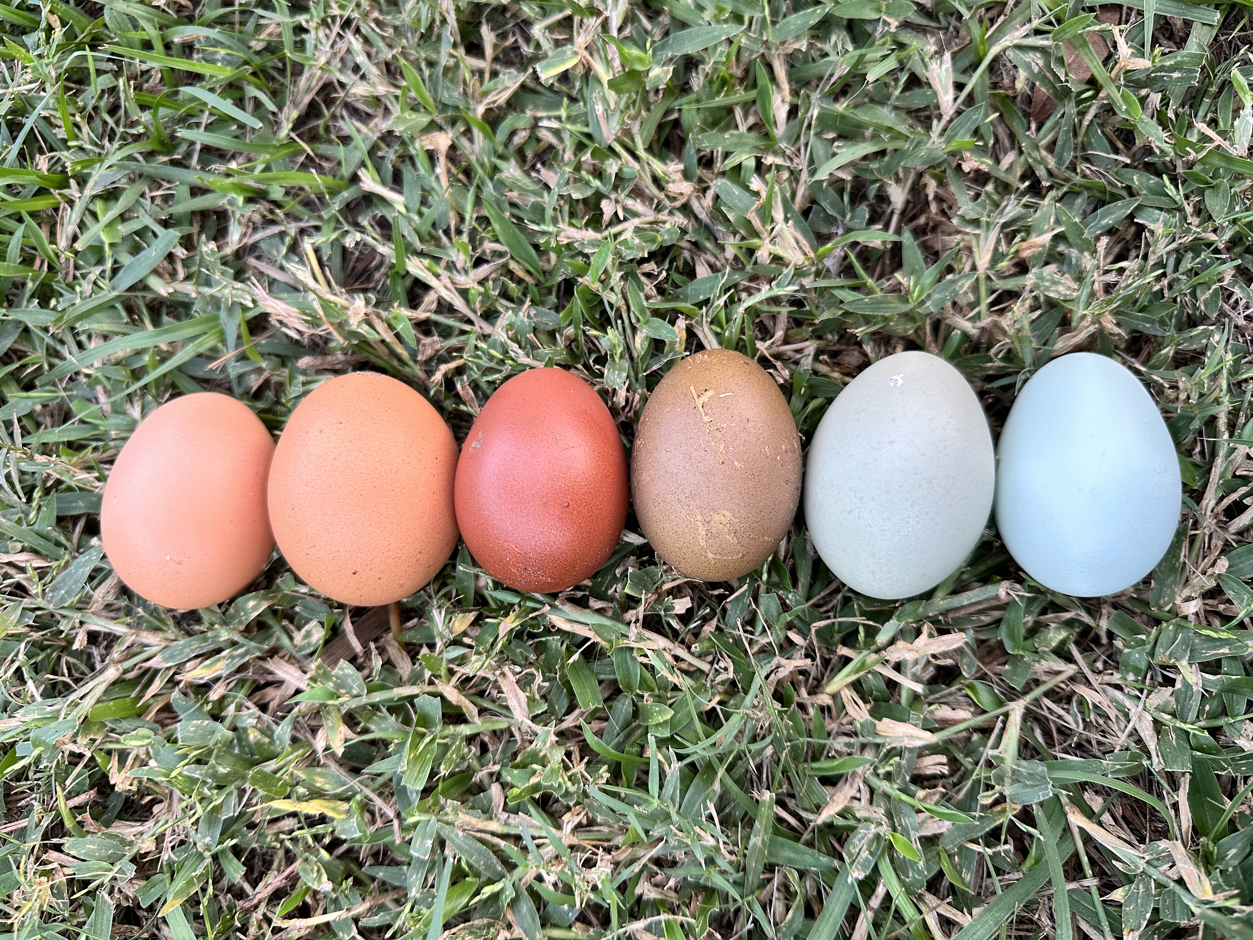 Hatching eggs from Little Haven Homestead