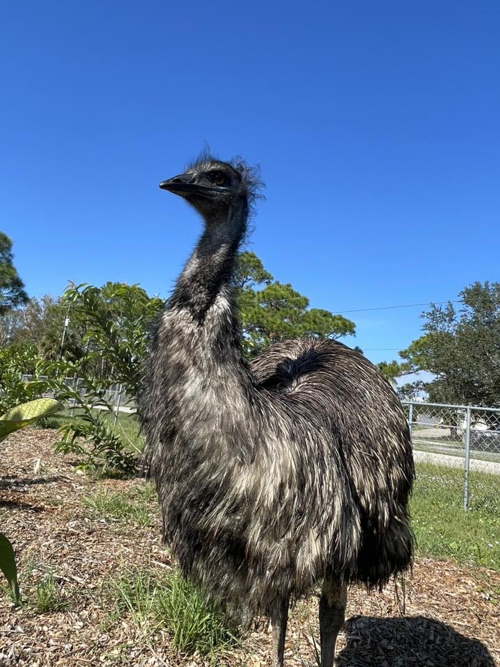 Emu for ratite DNA sexing at Little Haven DNA