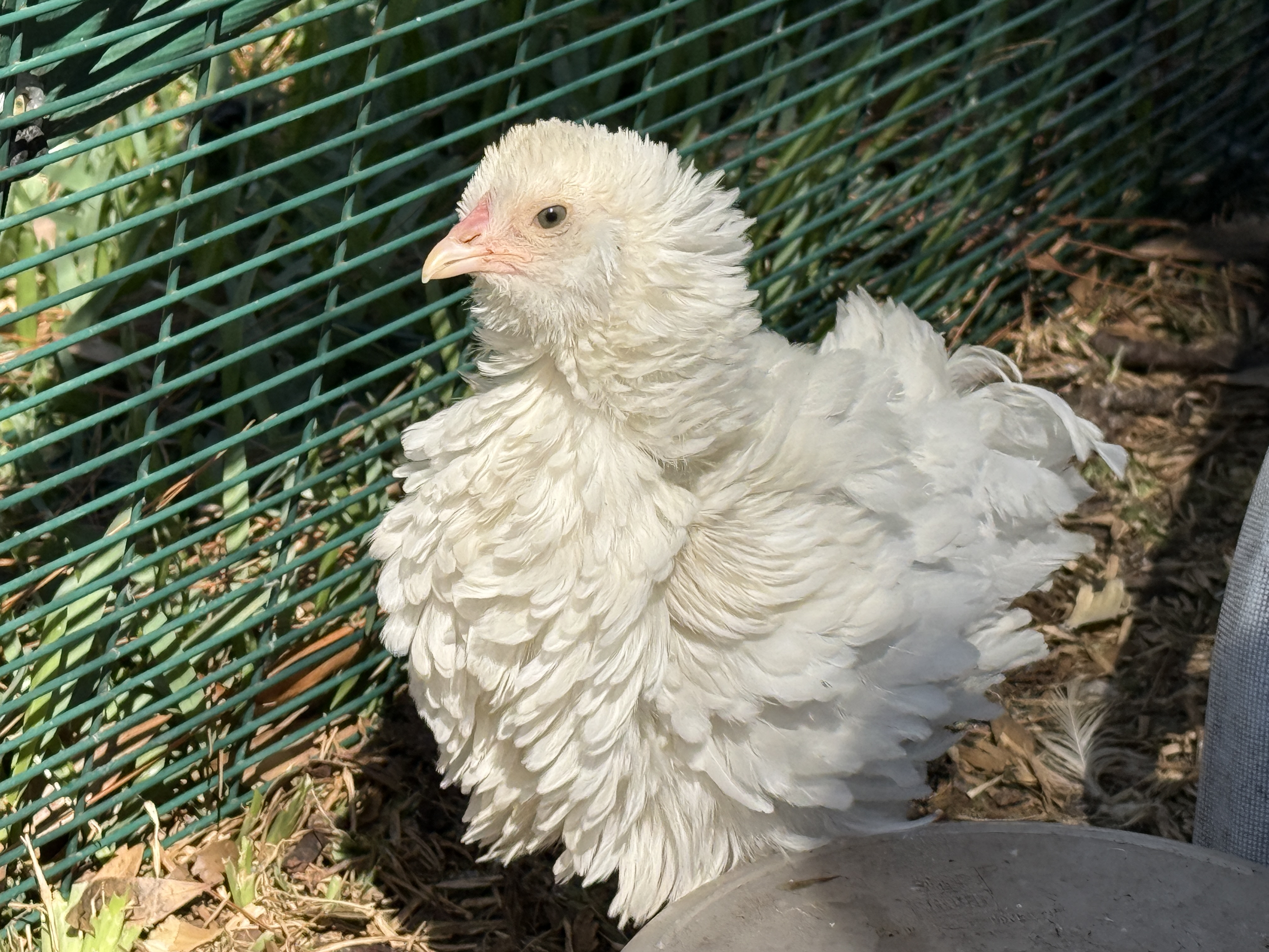 Frizzle chicken with curled feathers for Little Haven DNA branding