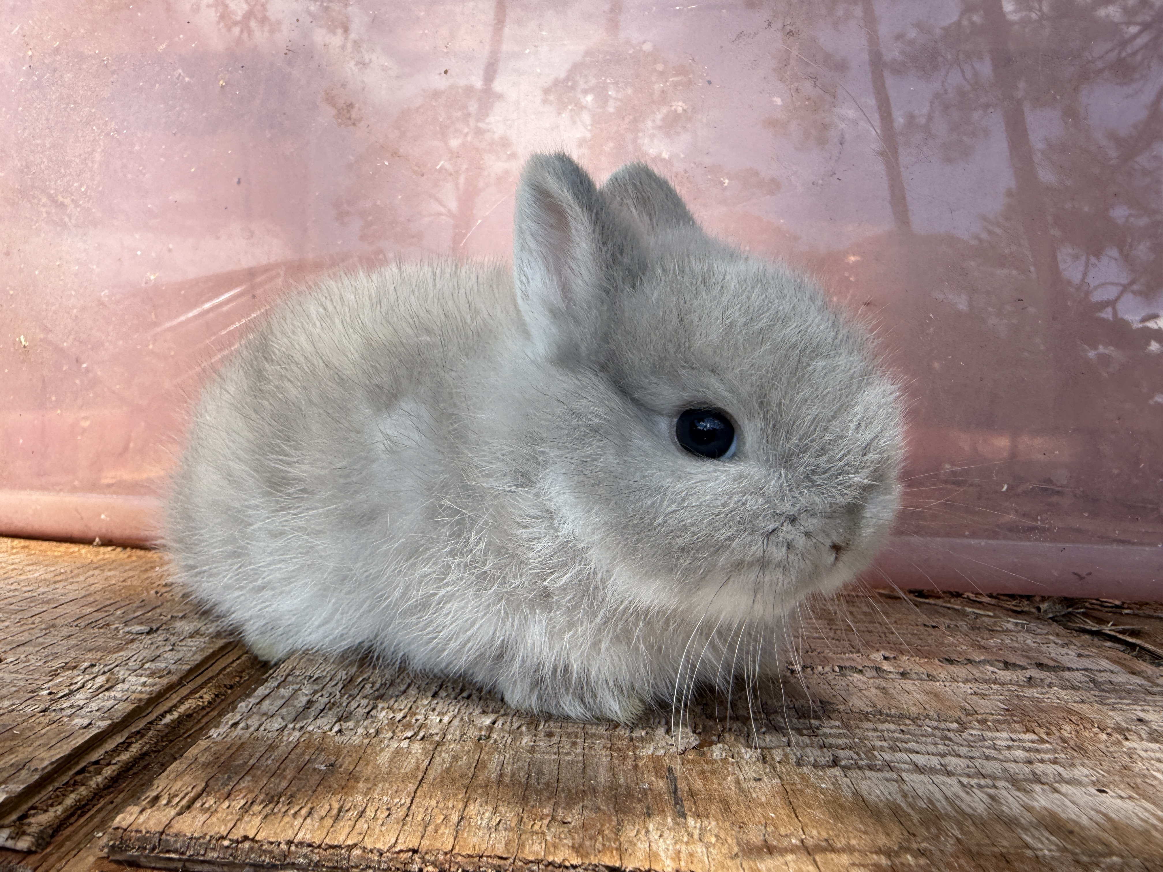 Light colored baby Netherland Dwarf