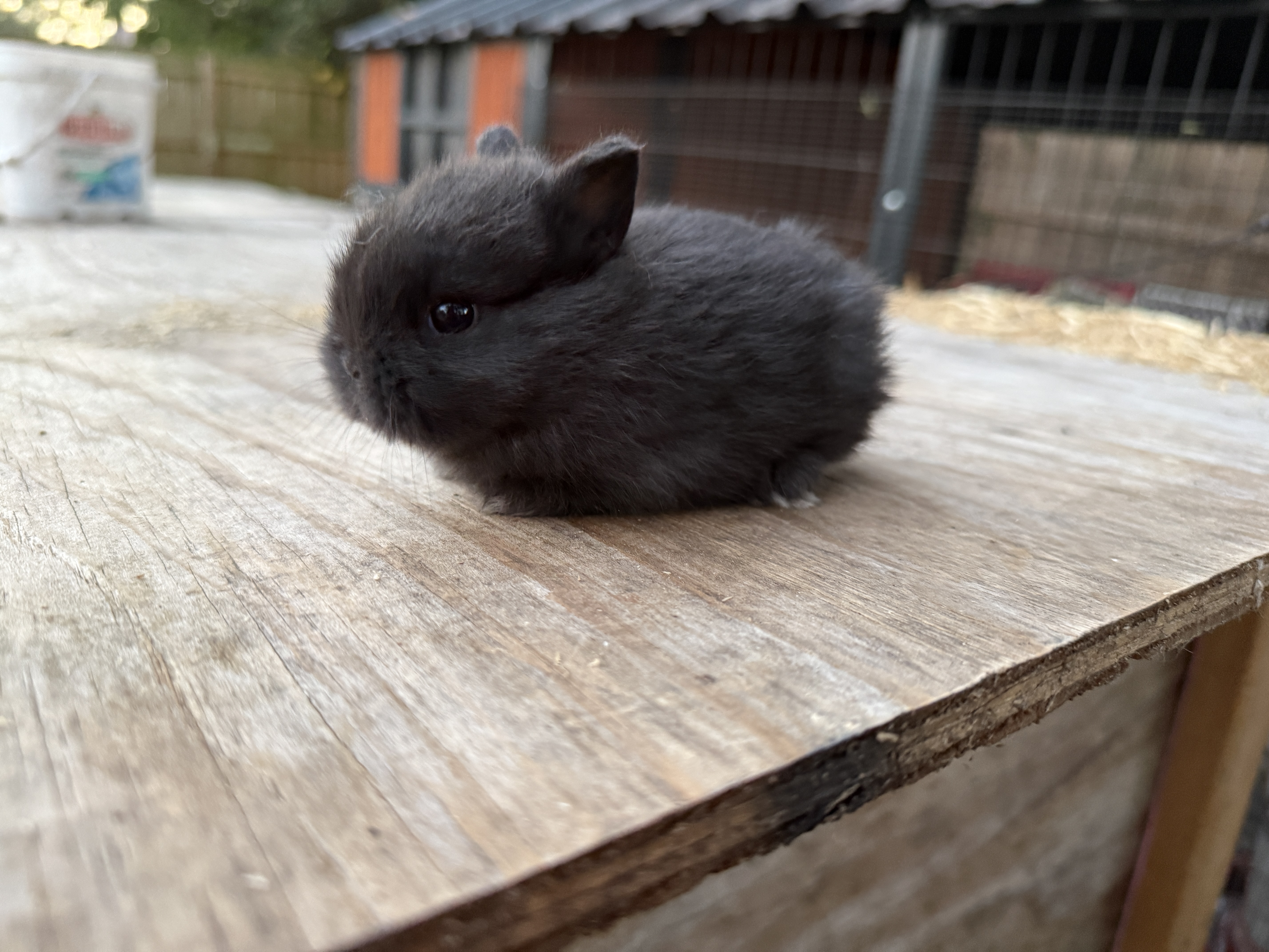Gray baby Netherland Dwarf