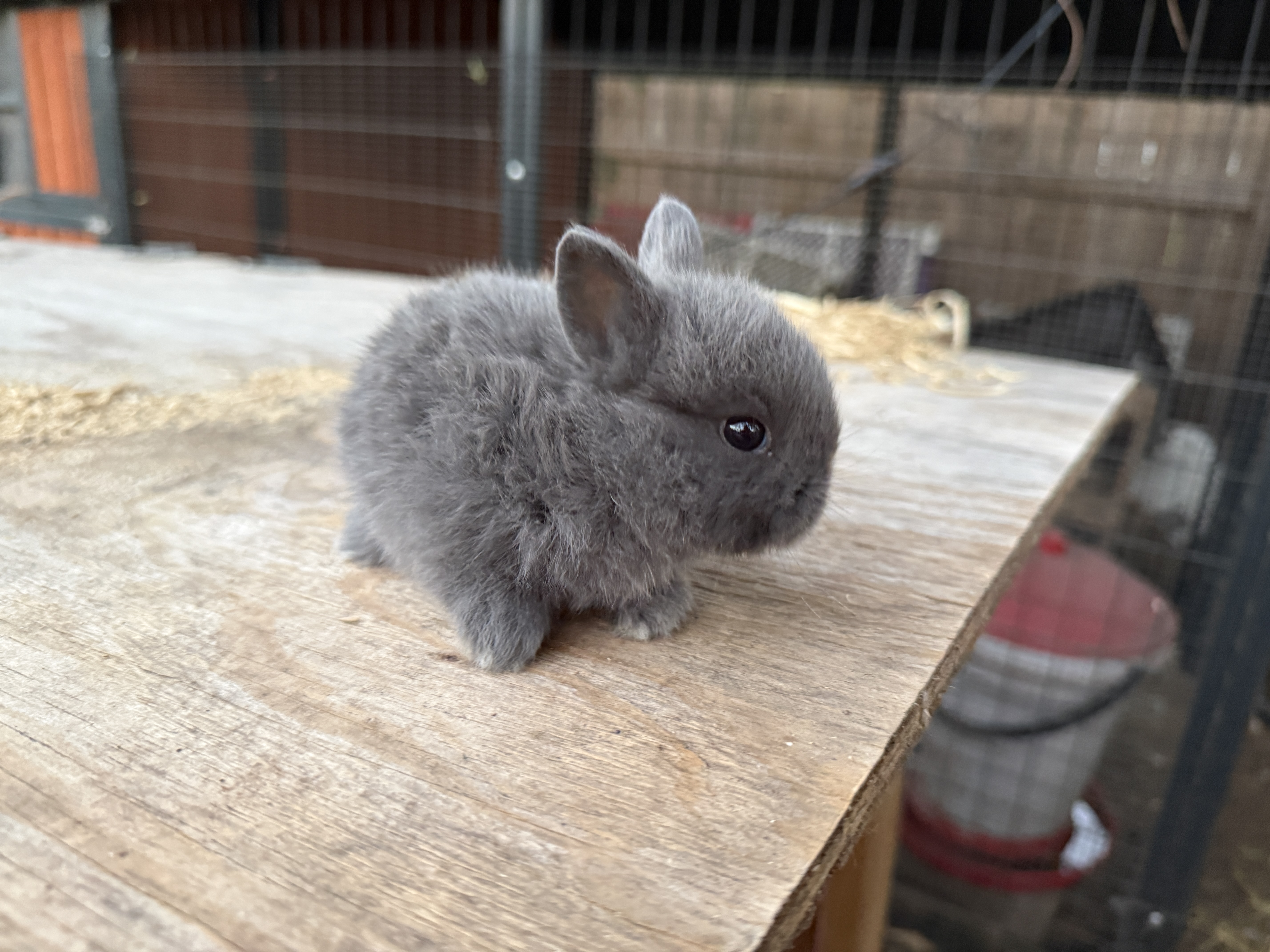 Baby Netherland Dwarf on table