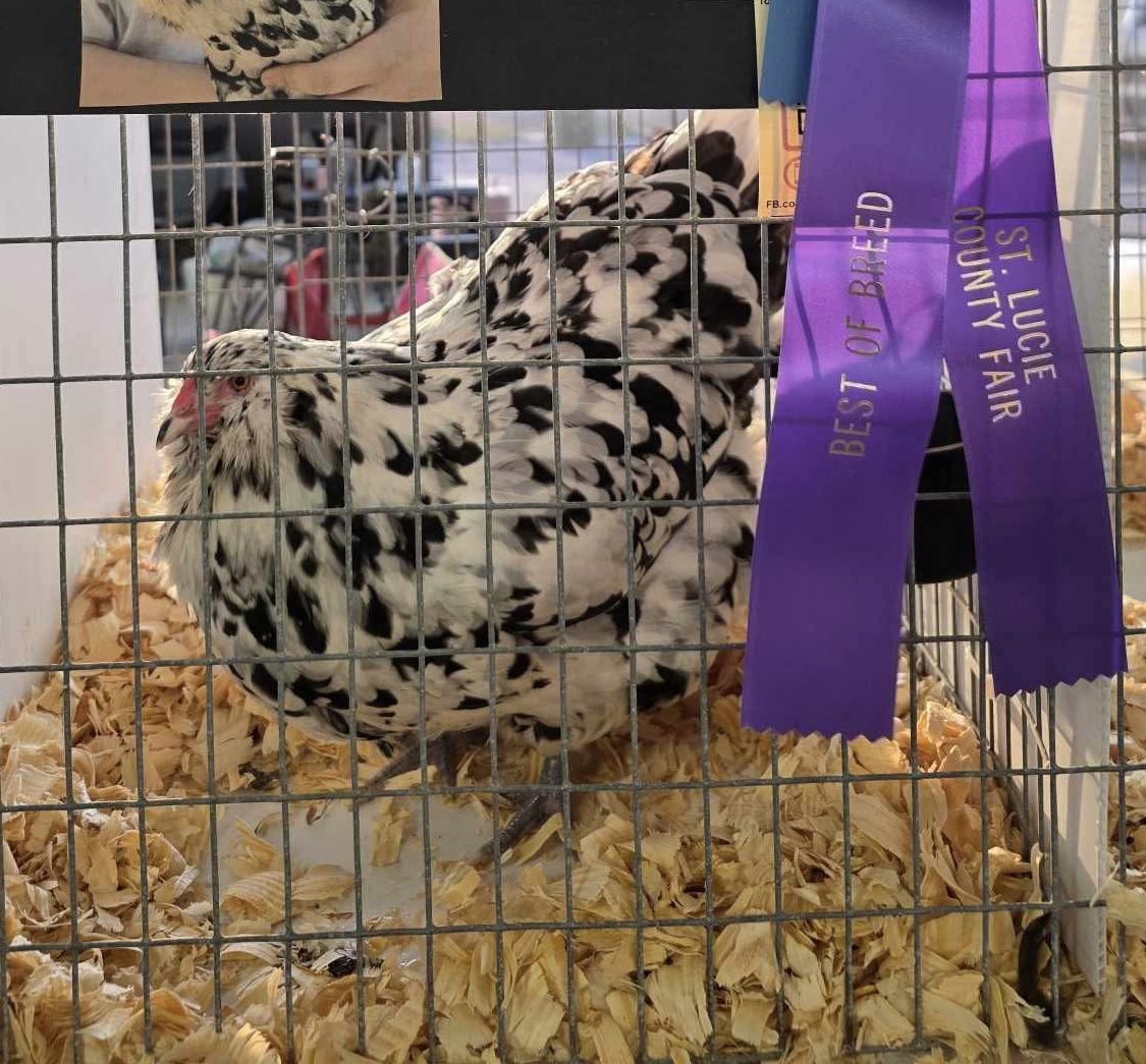 Best in breed ermine Ameraucana