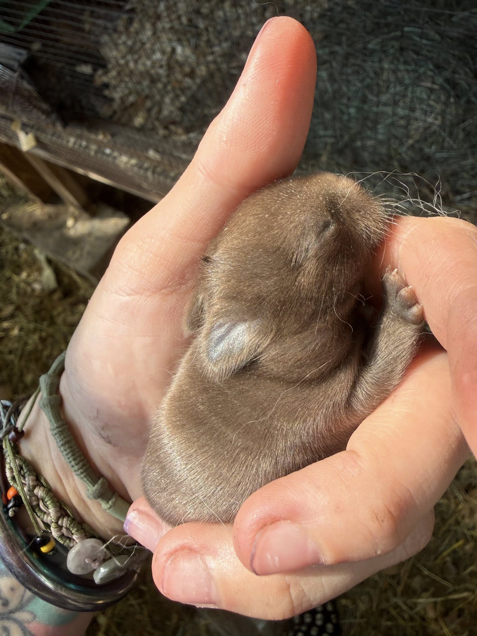 Rabbit representing Rabbit DNA Sexing Test