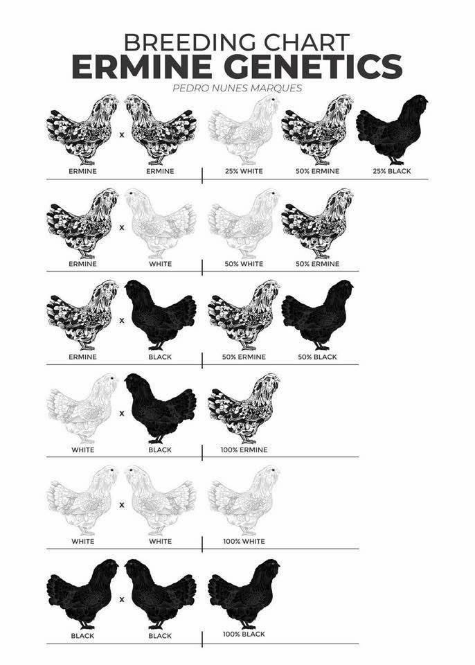 Ermine breeding color chart