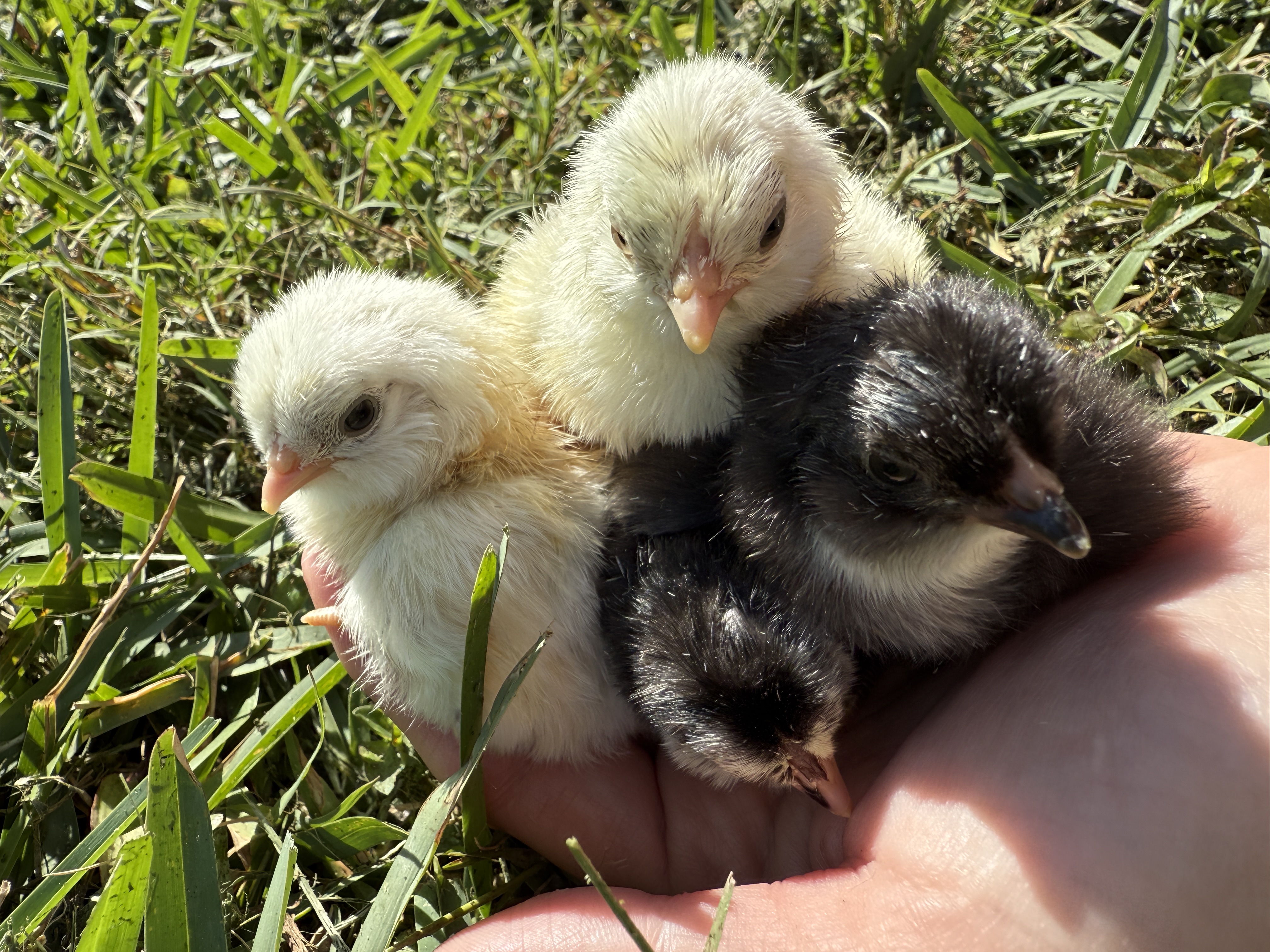 Ermine Ameraucana chicks