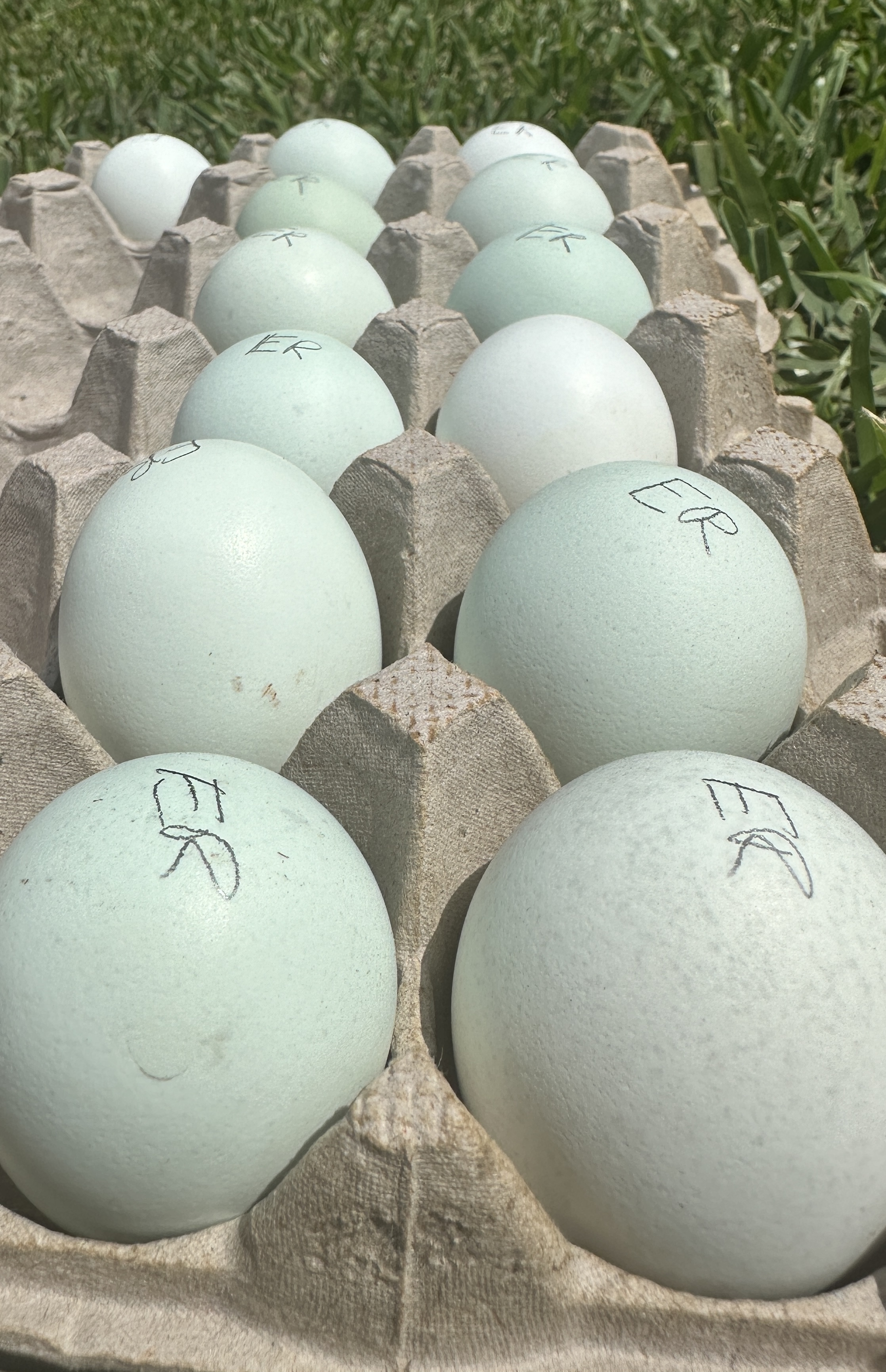 Blue eggs from Ermine Ameraucanas