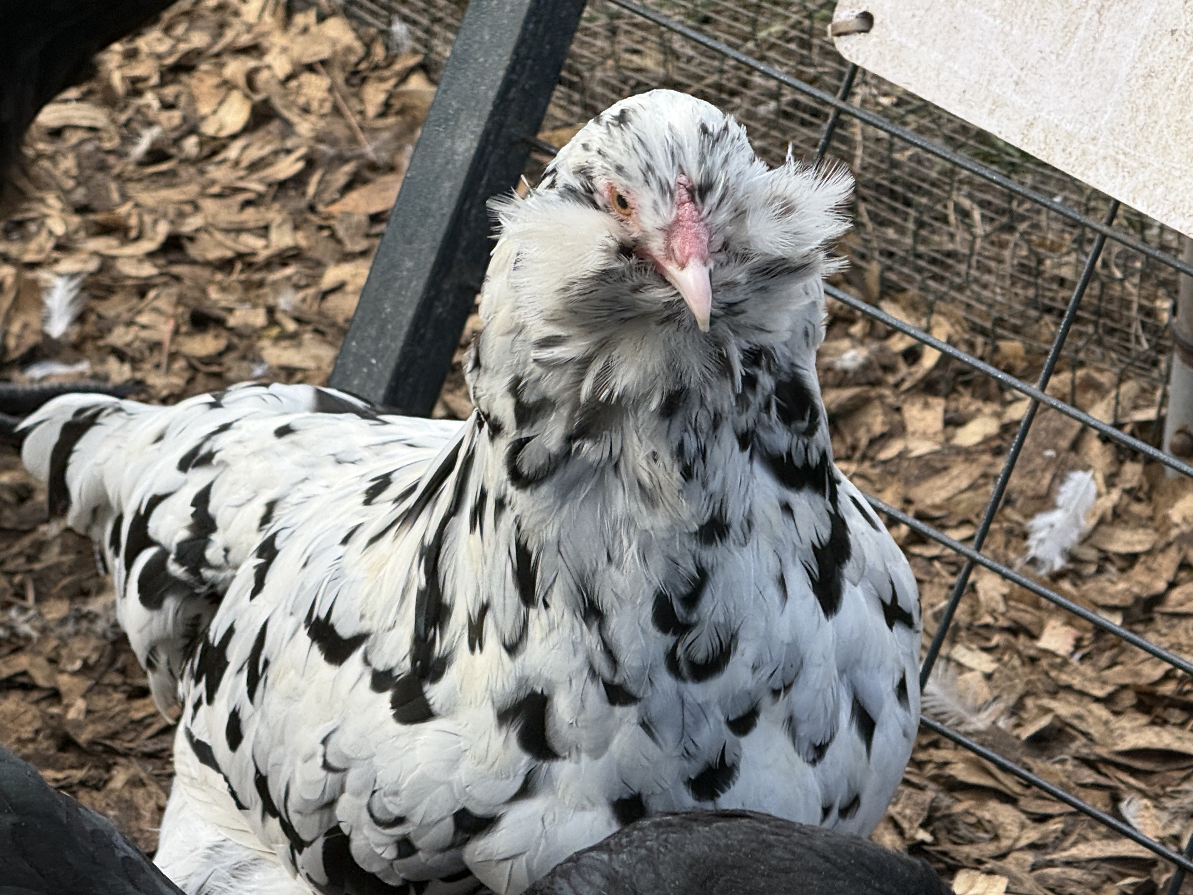 Ameraucana beard and muffs