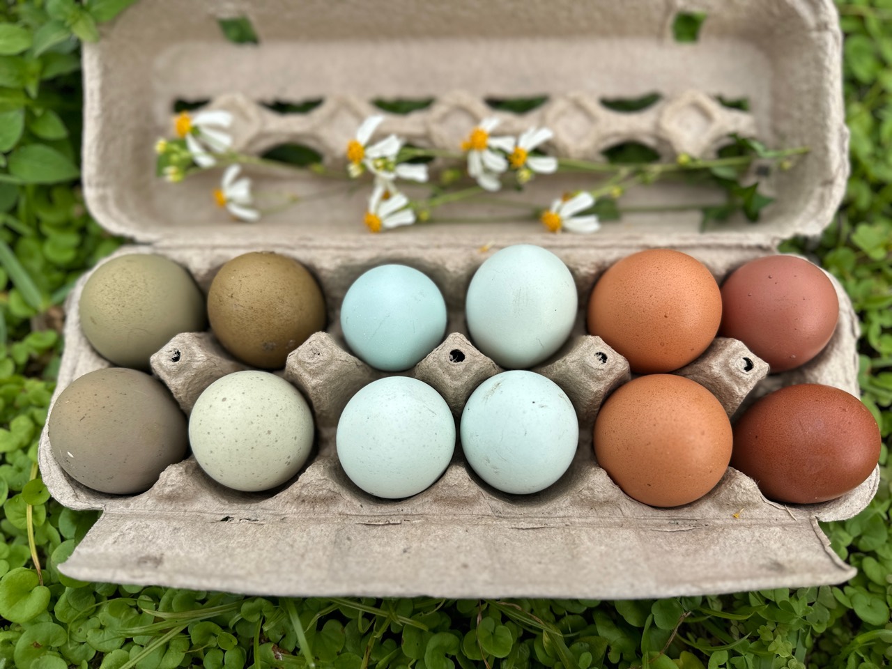 Colorful Little Haven hatching eggs arranged in a carton with flowers