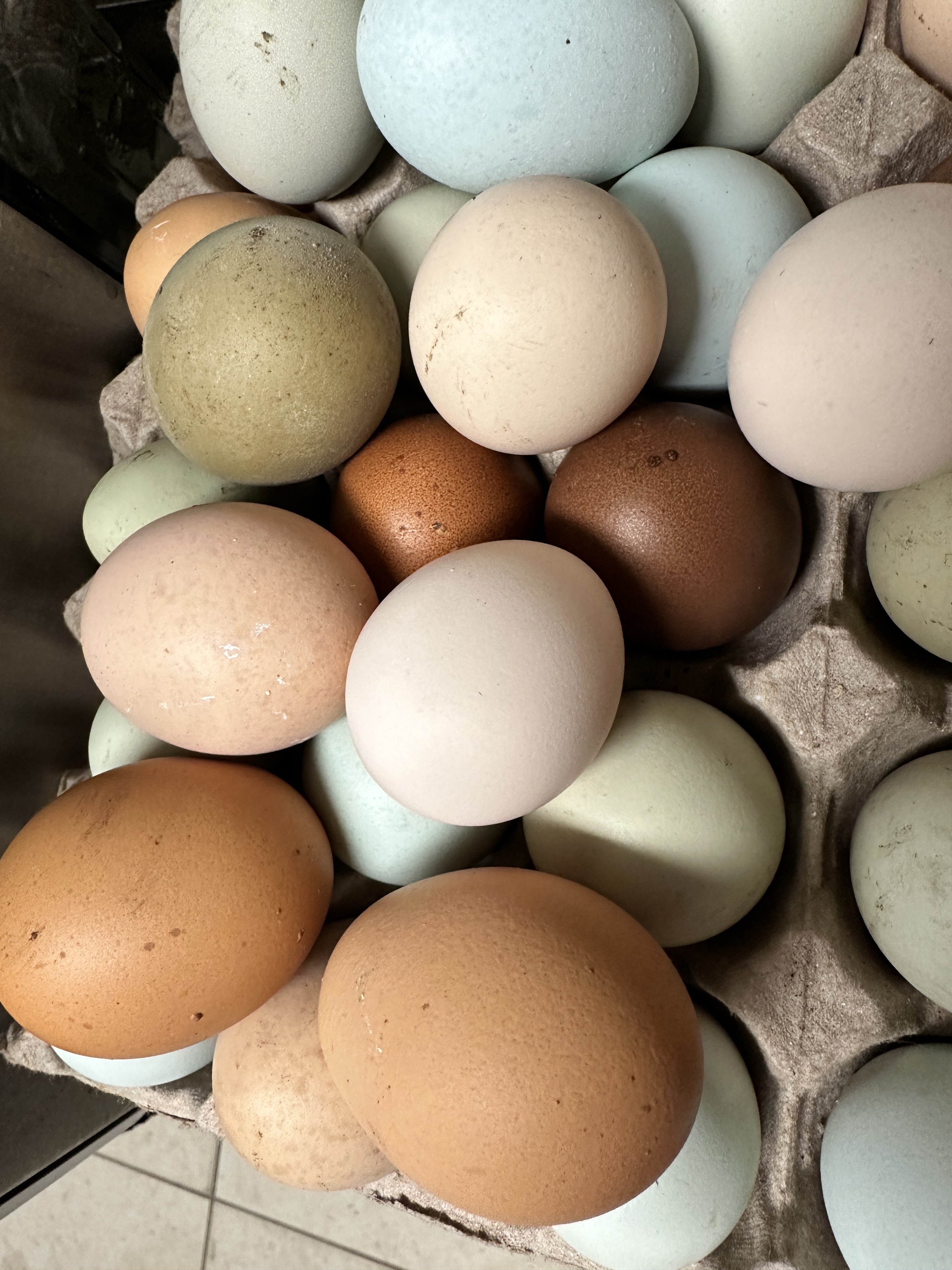 Close-up of blue, green, cream, and brown Little Haven hatching eggs