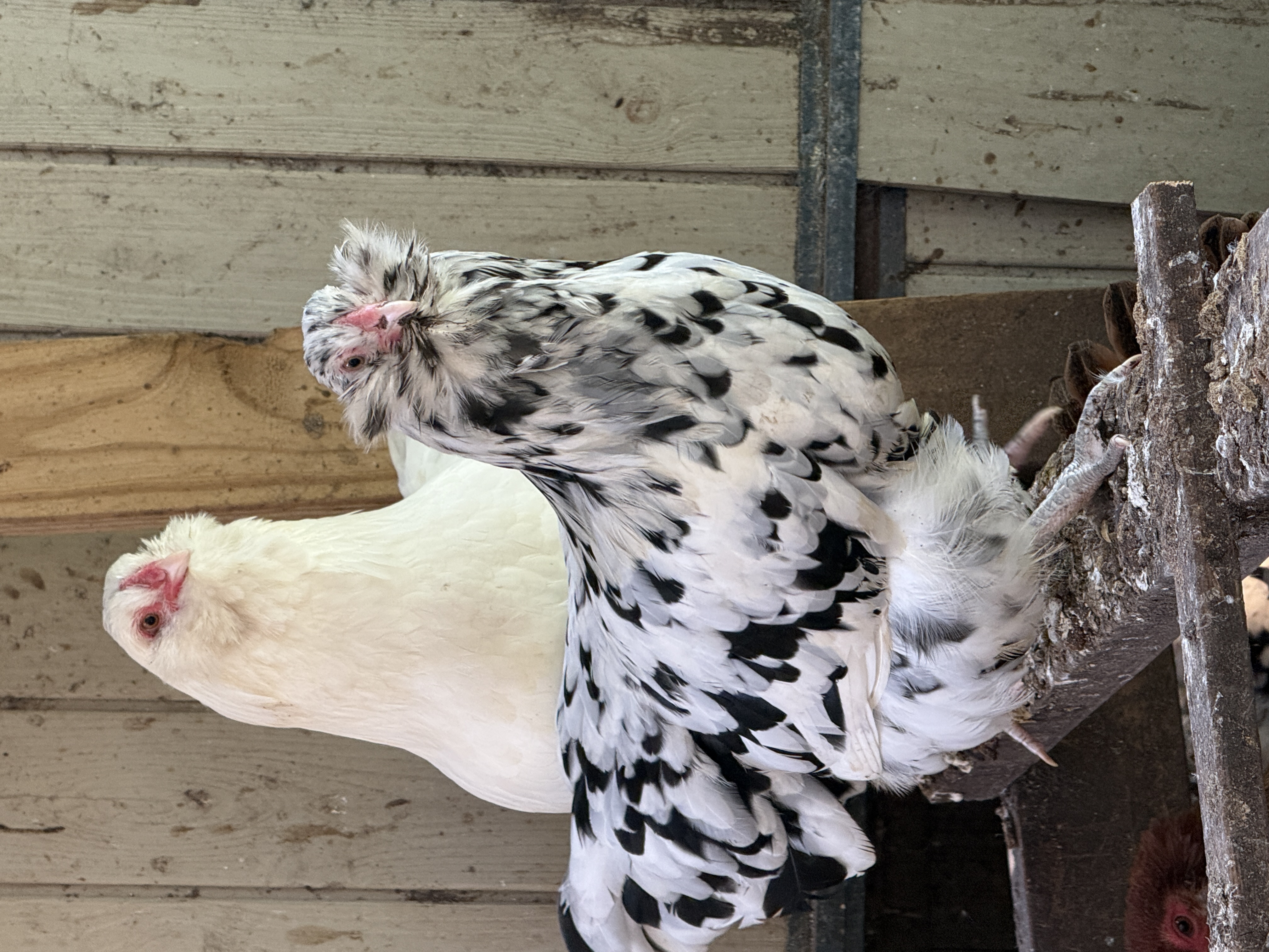 Dominant White over Black pairing