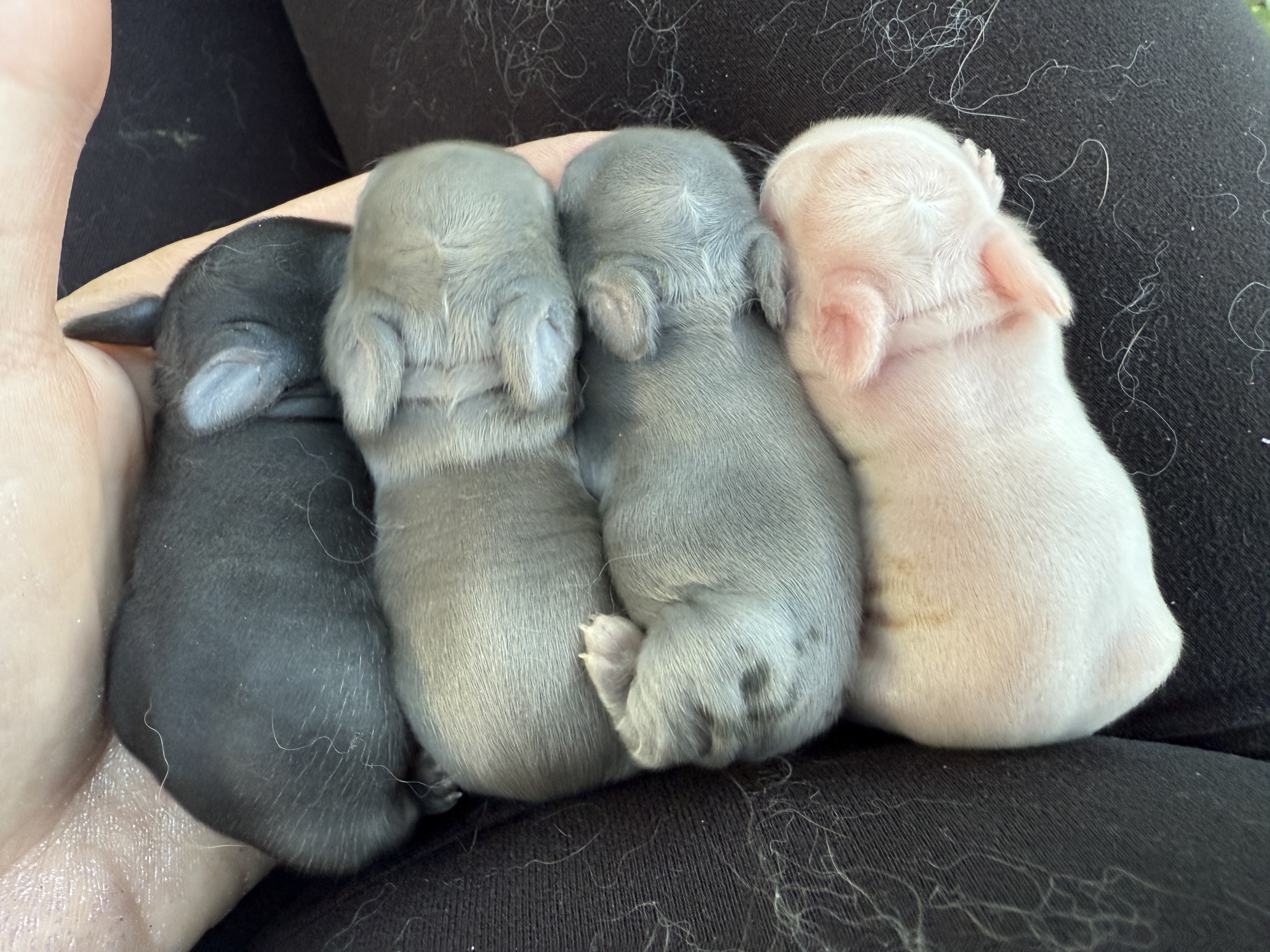 Newborn Netherland Dwarf kits