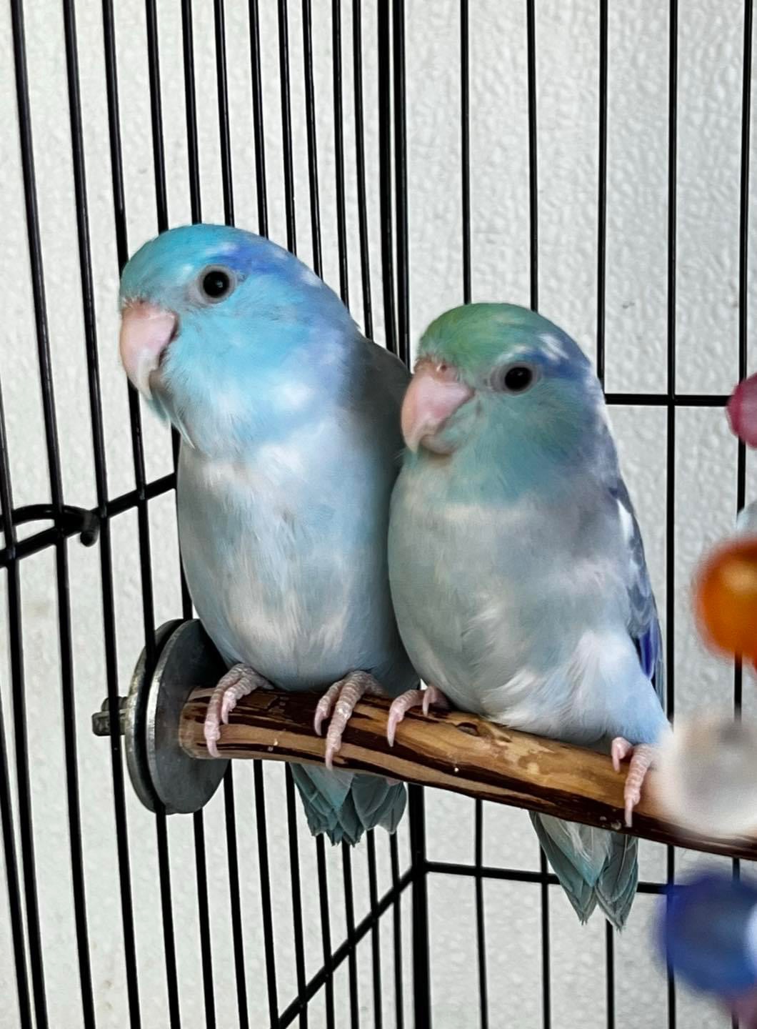 Colorful parrots perched near Little Haven DNA branding