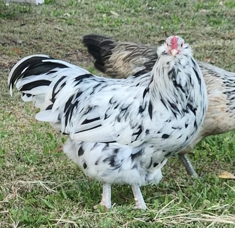 Poultry standing in a garden beside Little Haven DNA branding