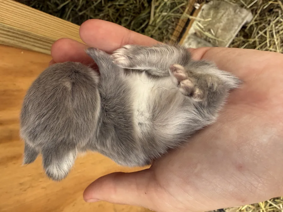 Rabbit used to represent dwarf gene testing