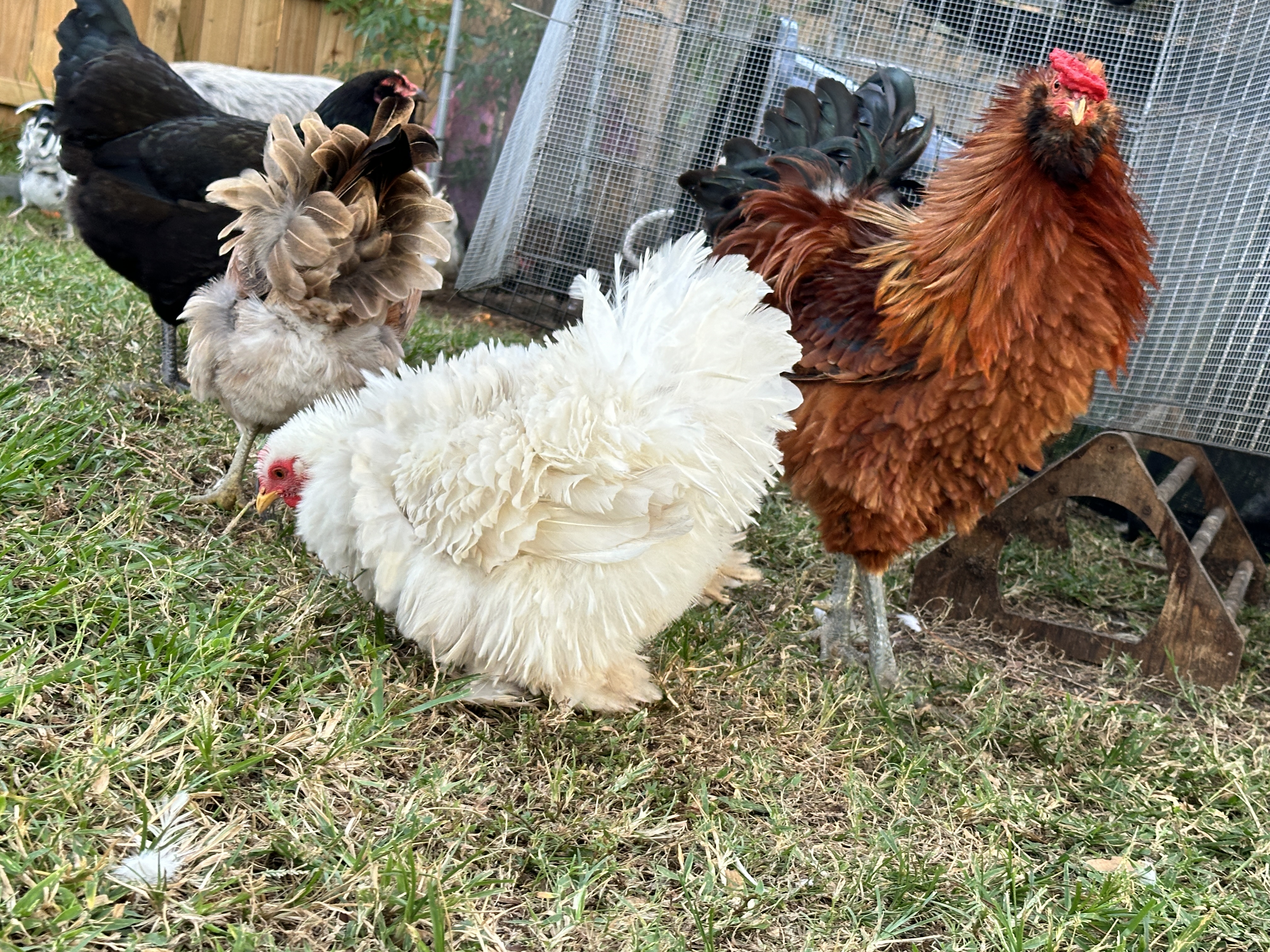 White chickens in a soft moonlit style near Little Haven DNA branding