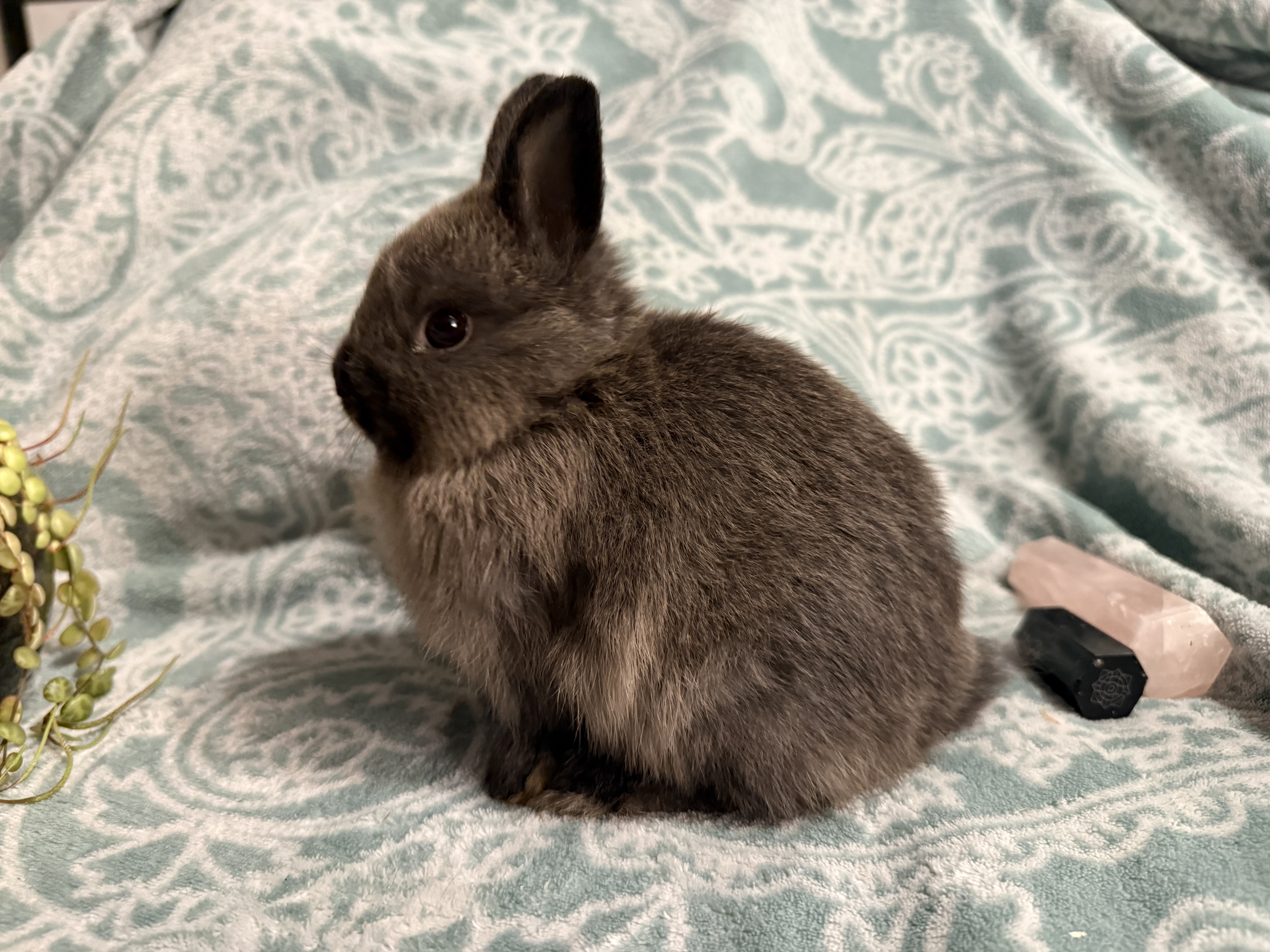 Siamese Sable Netherland Dwarf
