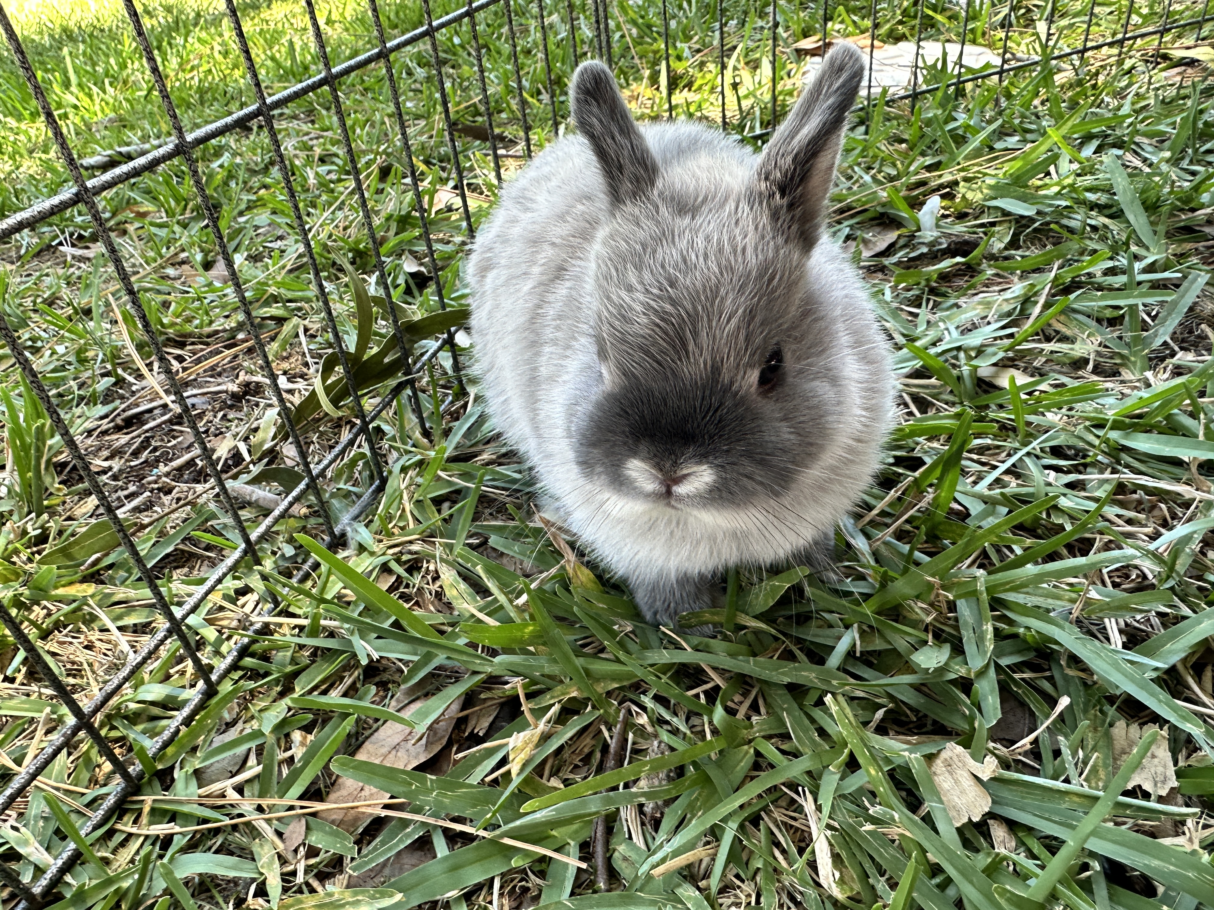 Smoke Pearl Netherland Dwarf