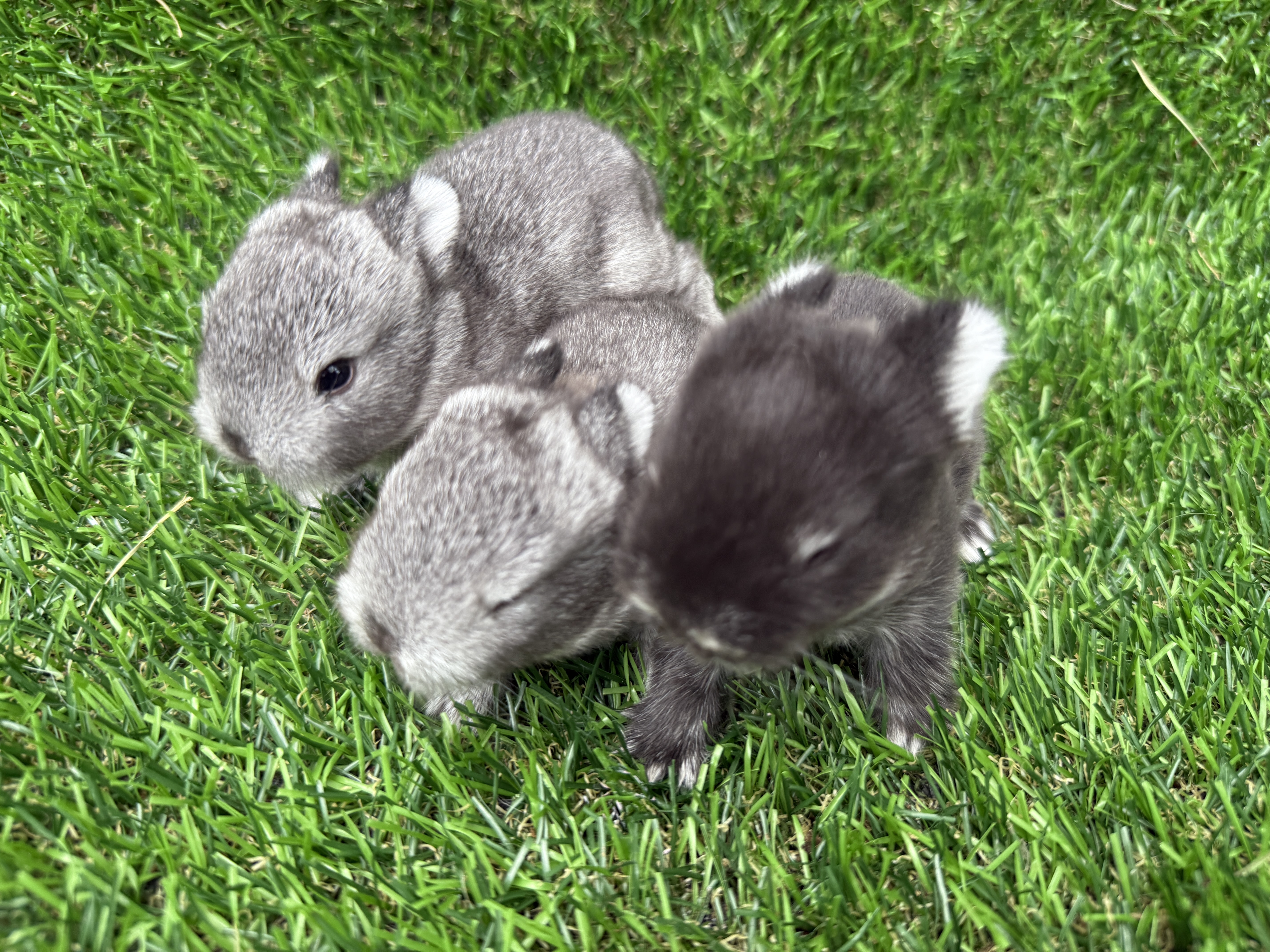Tiny Netherland Dwarf babies on grass